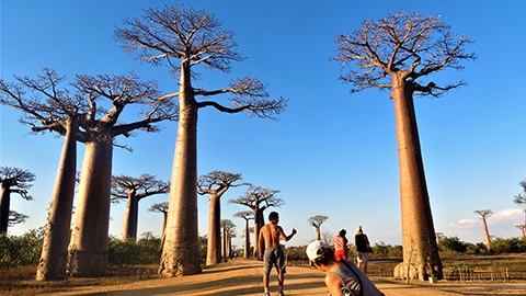 Allée de baobab